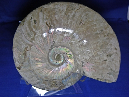 ammonite rock