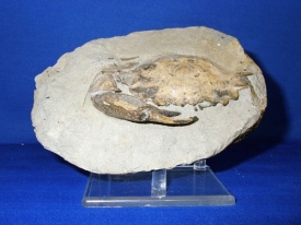 FOSSIL CRAB FROM CHILE