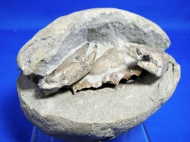 CHILE FOSSIL CRAB
