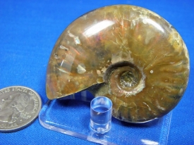 AMMONITE WITH RED MOTHER OF PEARL-17