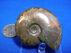 AMMONITE WITH RED MOTHER OF PEARL-19