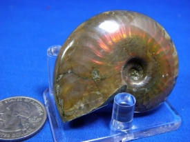 AMMONITE WITH RED MOTHER OF PEARL-20