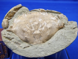 CRAB FOSSIL FROM CHILE