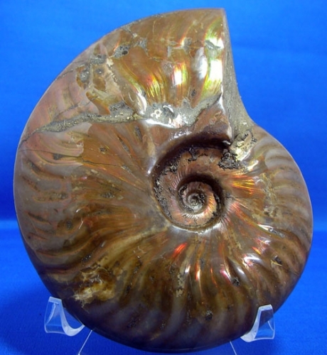 AMMONITE WITH RED MOTHER OF PEARL-6
