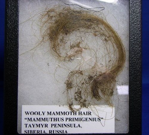 WOOLLY MAMMOTH HAIR-8