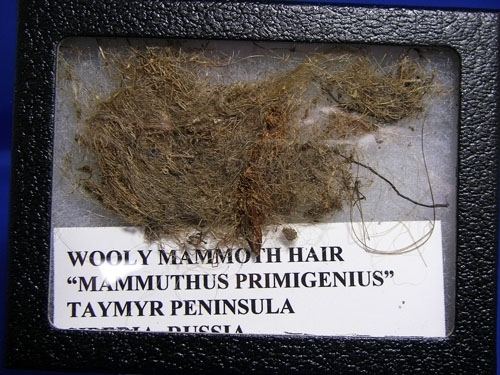 WOOLLY MAMMOTH HAIR-11
