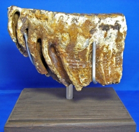 WOOLLY MAMMOTH TOOTH-13