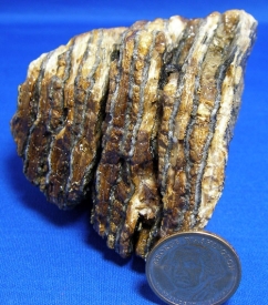 WOOLLY MAMMOTH TOOTH-14