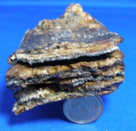 WOOLLY MAMMOTH TOOTH-15
