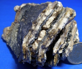 WOOLLY MAMMOTH TOOTH-17