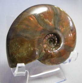 AMMONITE WITH RED MOTHER OF PEARL-12