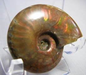 AMMONITE WITH RED MOTHER OF PEARL-13