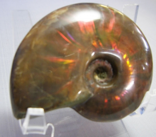 AMMONITE WITH RED MOTHER OF PEARL-14