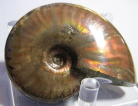 AMMONITE WITH RED MOTHER OF PEARL-15