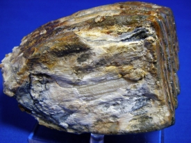 WOOLLY MAMMOTH TOOTH-19