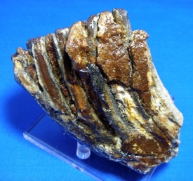WOOLLY MAMMOTH TOOTH-20